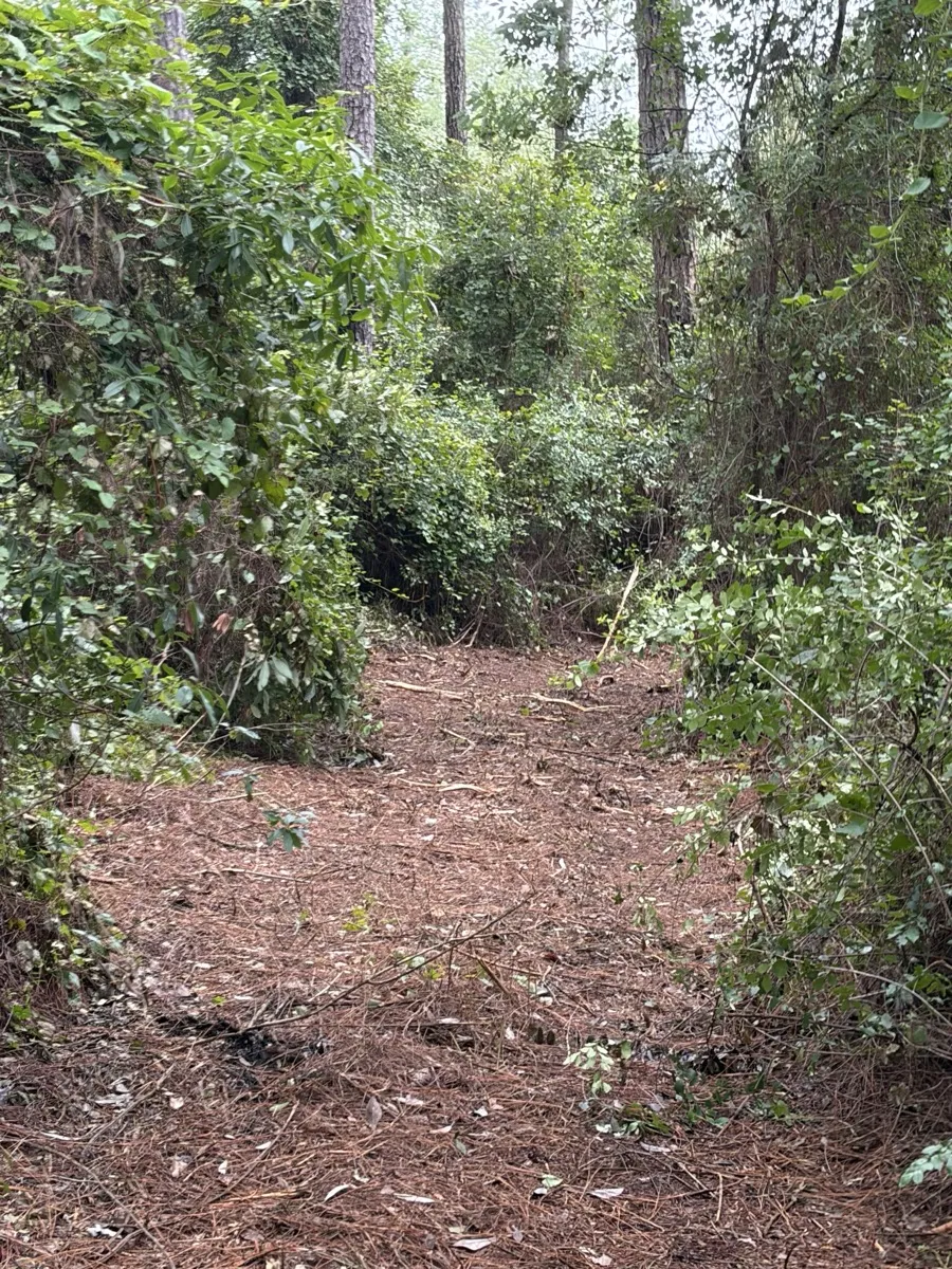 Overgrown South Alabama field being cut back to clean ground