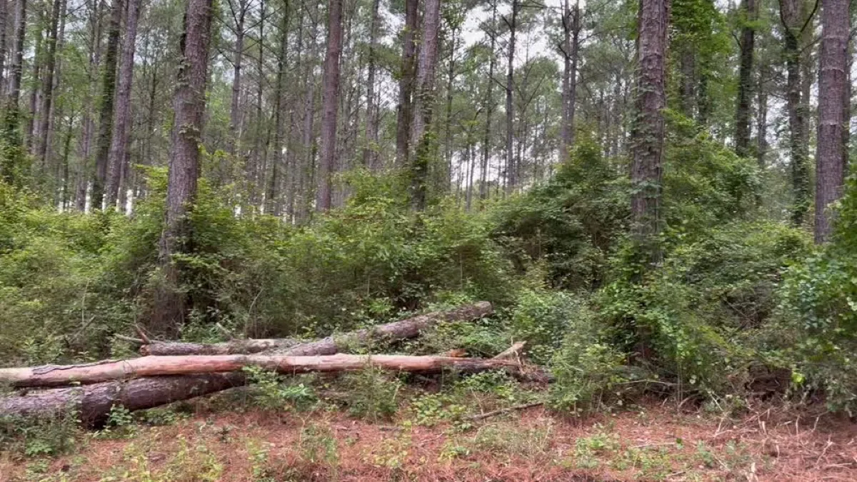 Cleared homesite with pine timber line in Baldwin County
